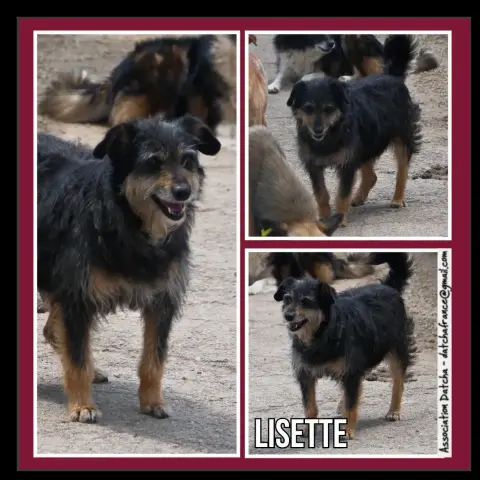 Lisette