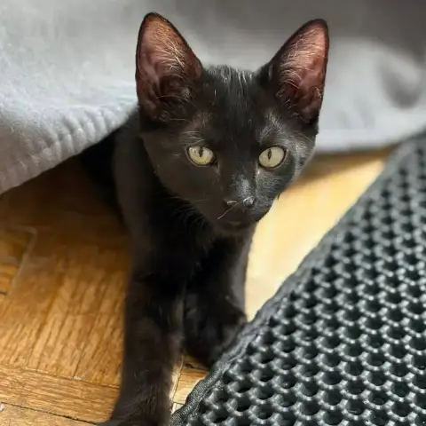 Boo