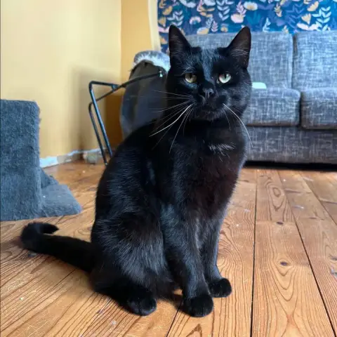 Apollo
