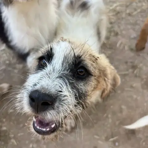 Sila
