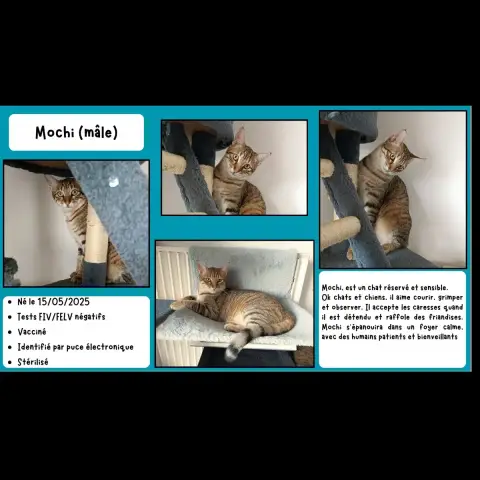 Mochi