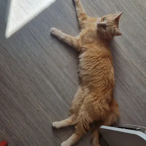 Sola