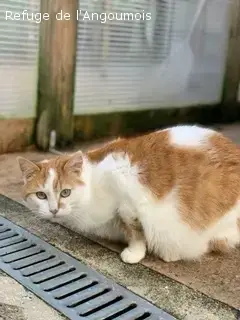 Roucky