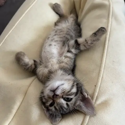 Pepper photo 3