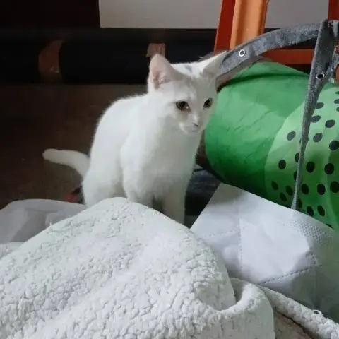 Shiro
