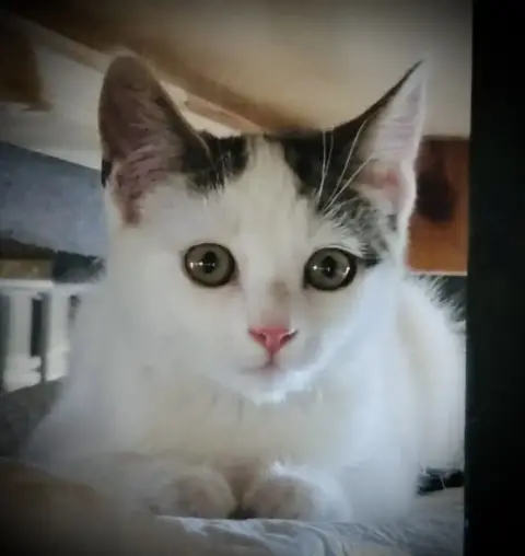 Tino