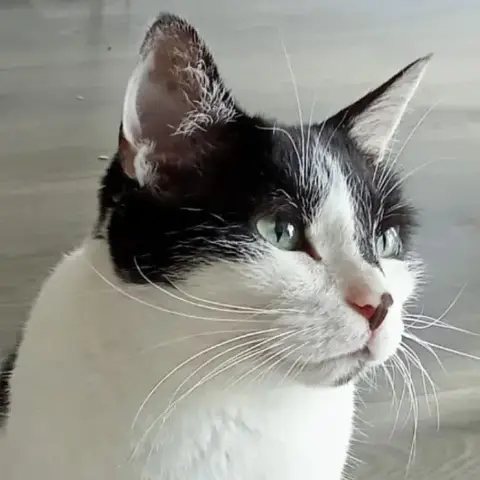 Félix