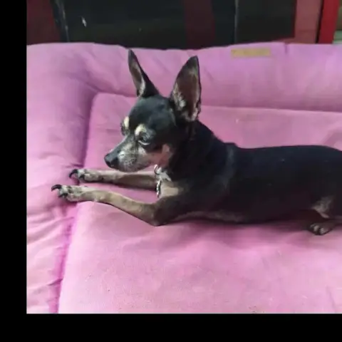 Ziggy Le Petit Pinscher photo 3