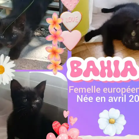 Bahia