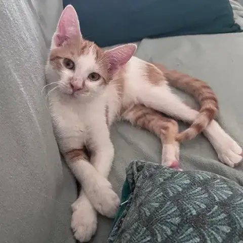 Levi