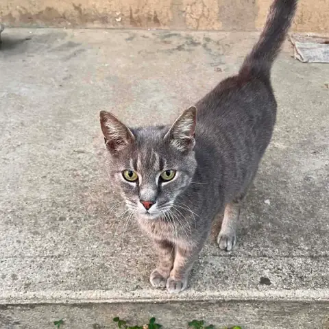 Tom
