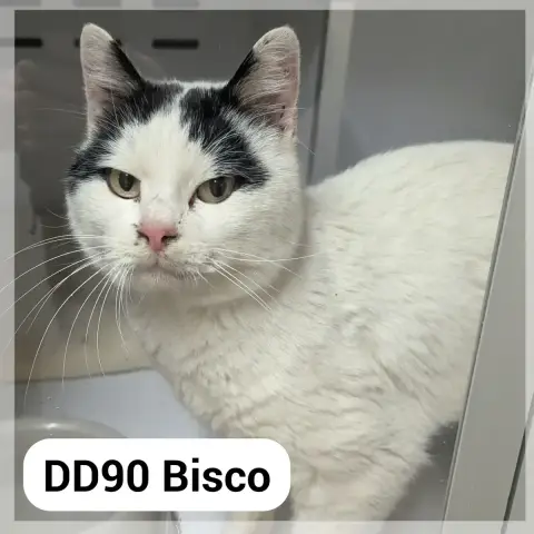 Bisco
