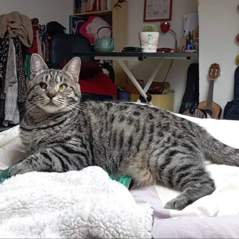 Bonnie