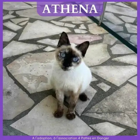 Athena