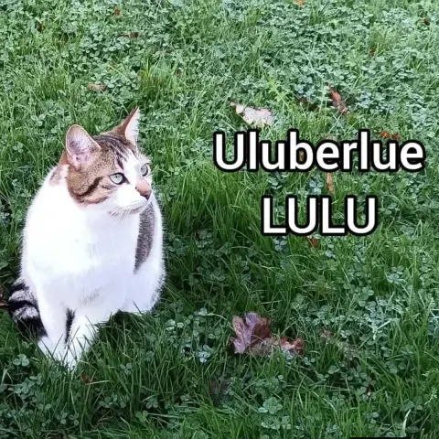 Lulue photo 2