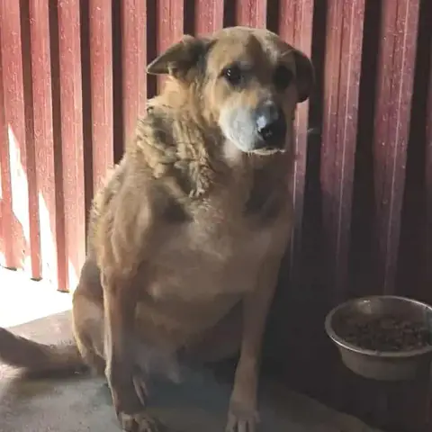 Tigrou