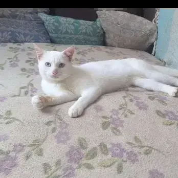 Charlie