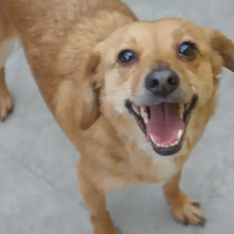Lele