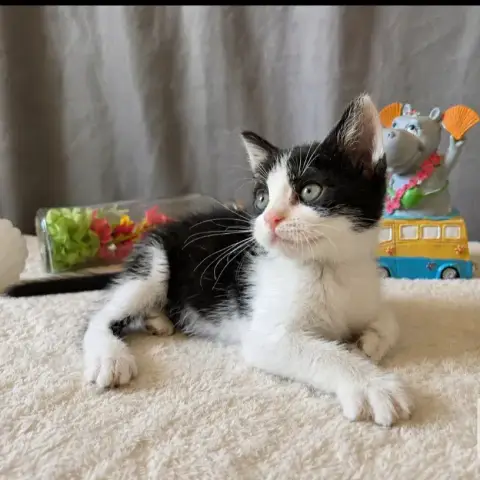 Mulan