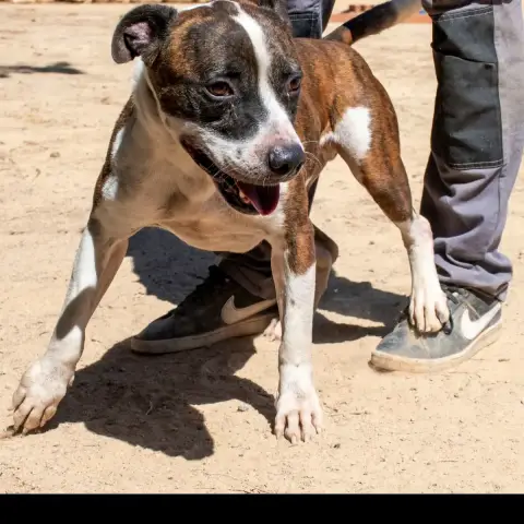Bolo photo 3