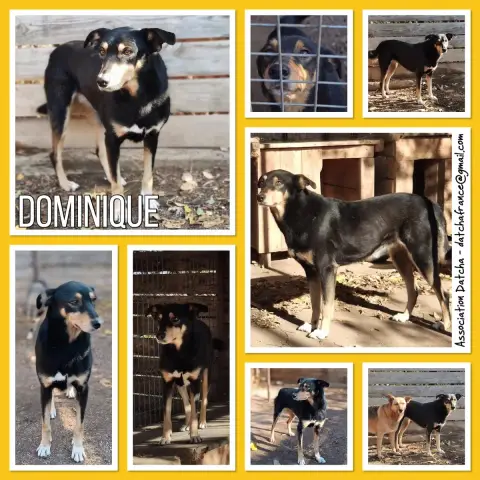Dominique