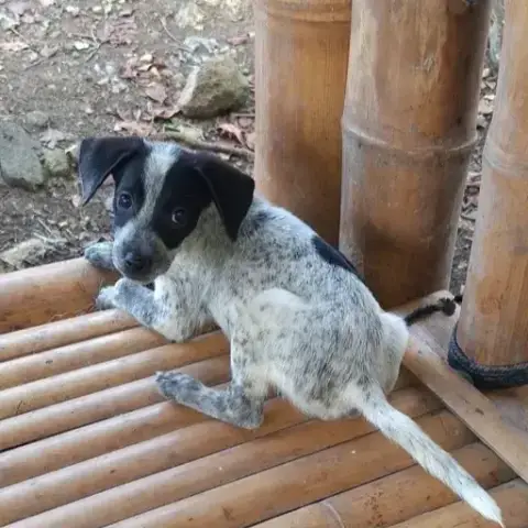 Milou