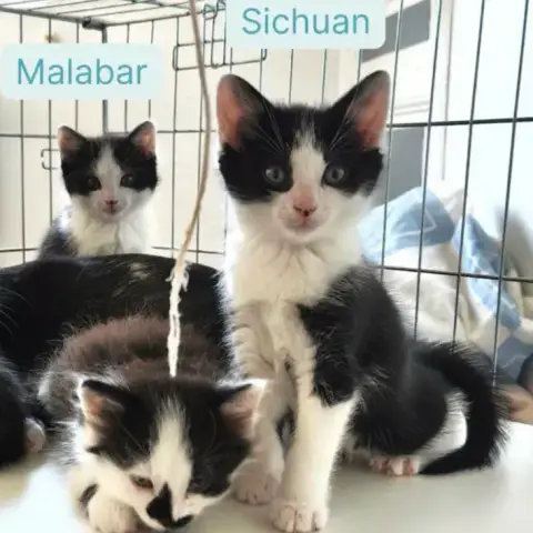 Sichuan Et Malabar