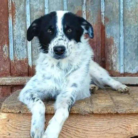 Pongo photo 2