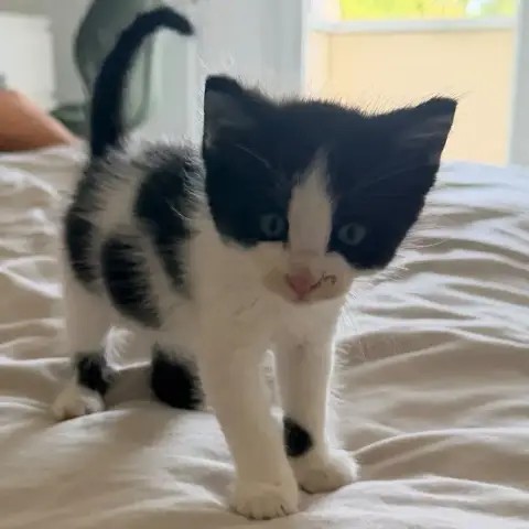 Felix