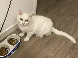 Croquette