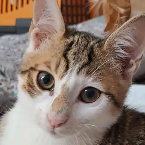 Atlas