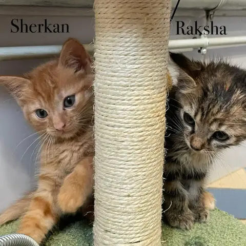 Sherkan & Raksha