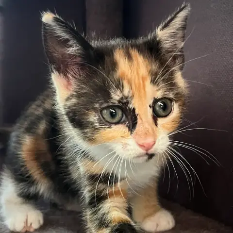 Bébé Trico photo 2