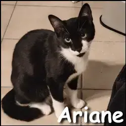 Ariane