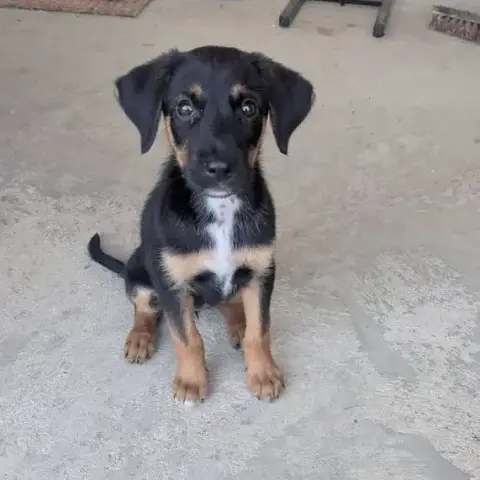 Bonnie