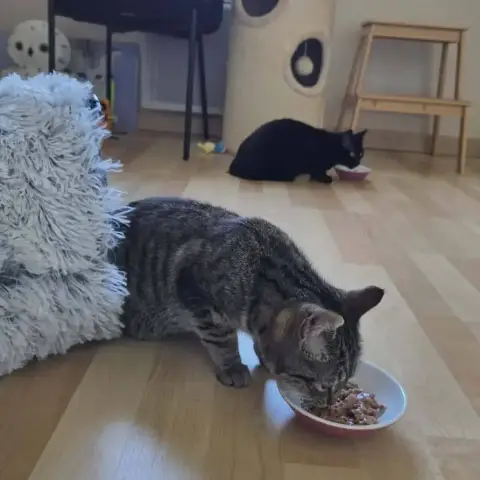 Arlo Et Ariel
