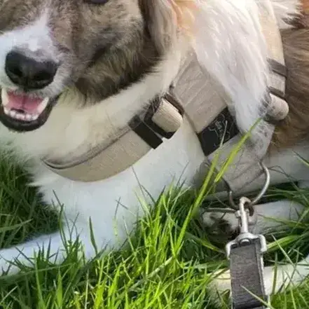 Balto