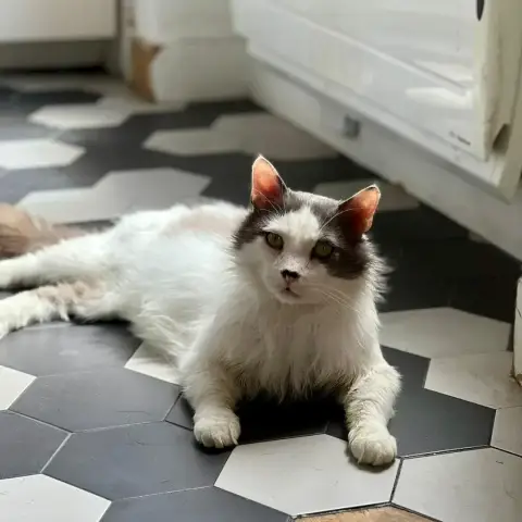 Thor