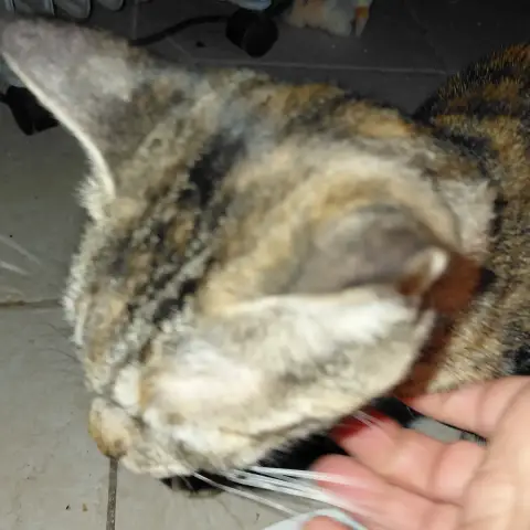 Kiwi Jeune Chatte photo 3