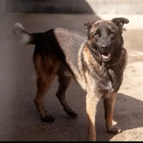 Xador photo 3