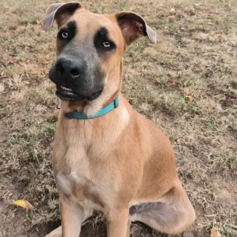 Tara