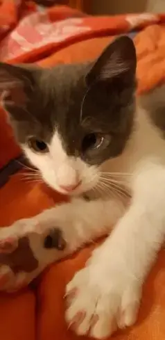 Poupy
