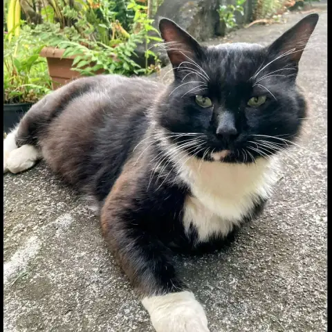 Félix