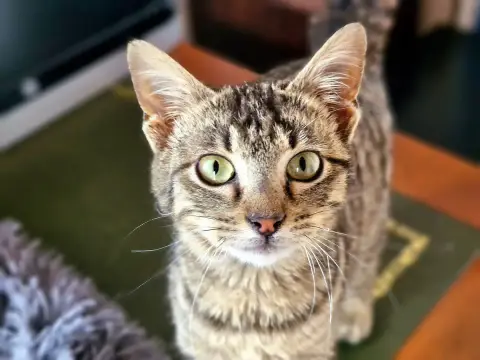 Timéo