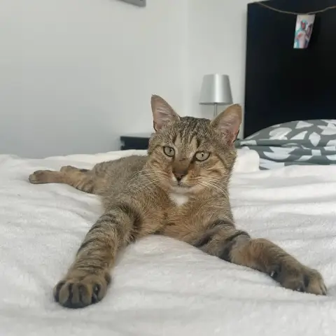 Macchiato