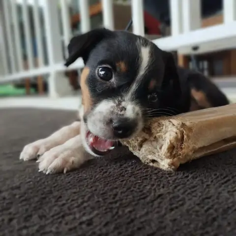 Miko photo 3