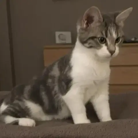 Nouchka photo 2