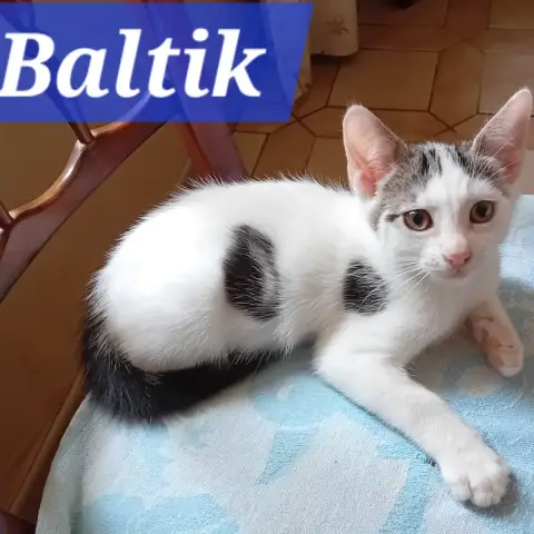 Baltik