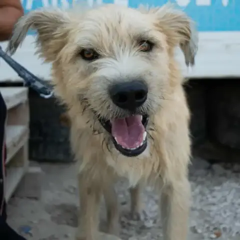 Zazou photo 2