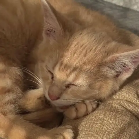 Bonbon